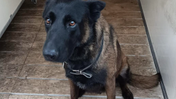 Chien policier d&eacute;c&eacute;d&eacute; avant Metz-OL : les supporters lyonnais accus&eacute;s, la police r&eacute;tablit la v&eacute;rit&eacute;