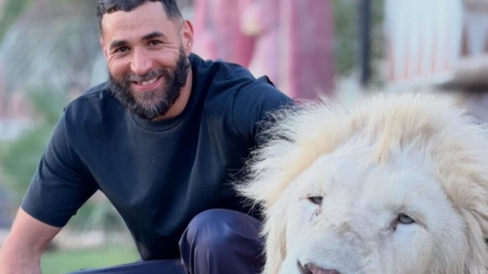 "Les lions ne sont pas des d&eacute;cors pour r&eacute;seaux sociaux" : Karim Benzema (ex-OL) critiqu&eacute; apr&egrave;s avoir pos&eacute; avec un f&eacute;lin